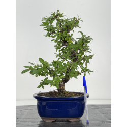 Pyracantha I-8233