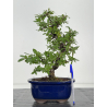Pyracantha I-8233