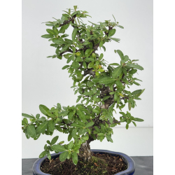 Pyracantha I-8233 vista 2