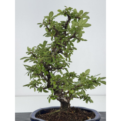 Pyracantha I-8233 vista 3