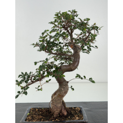 Ulmus -olmo- parvifolia I-8234 vista 2