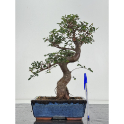 Ulmus -olmo- parvifolia I-8234