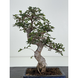 Ulmus -olmo- parvifolia I-8234 vista 3