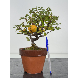 Chaenomeles chojubai I-8235