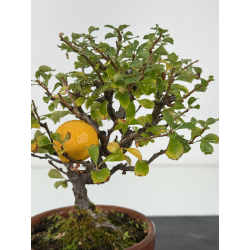 Chaenomeles chojubai I-8235 vista 2