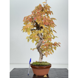 Carpinus coreana -carpe coreano- I-8236