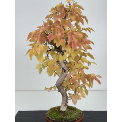 Carpinus coreana -carpe coreano- I-8236 vista 2