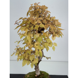 Carpinus coreana -carpe coreano- I-8236 vista 3