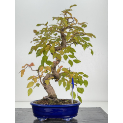 Carpinus coreana -carpe coreano- I-8237