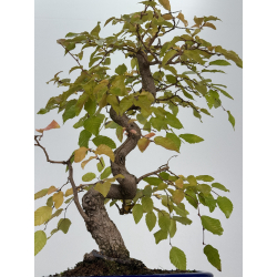 Carpinus coreana -carpe coreano- I-8237 vista 3