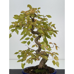Carpinus coreana -carpe coreano- I-8237 vista 4