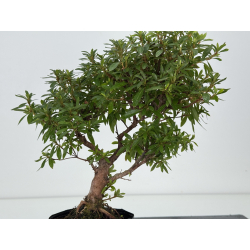 Azalea I-8238 vista 2