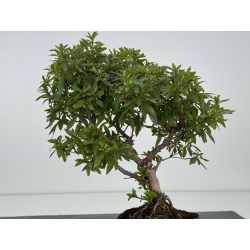 Azalea I-8238 vista 3