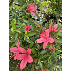 Azalea I-8238 vista 4