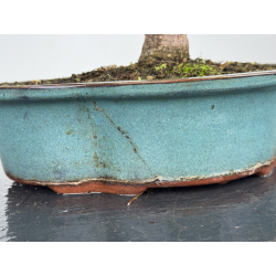 Ficus retusa I-8239 vista 5