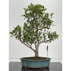 Ficus retusa I-8239