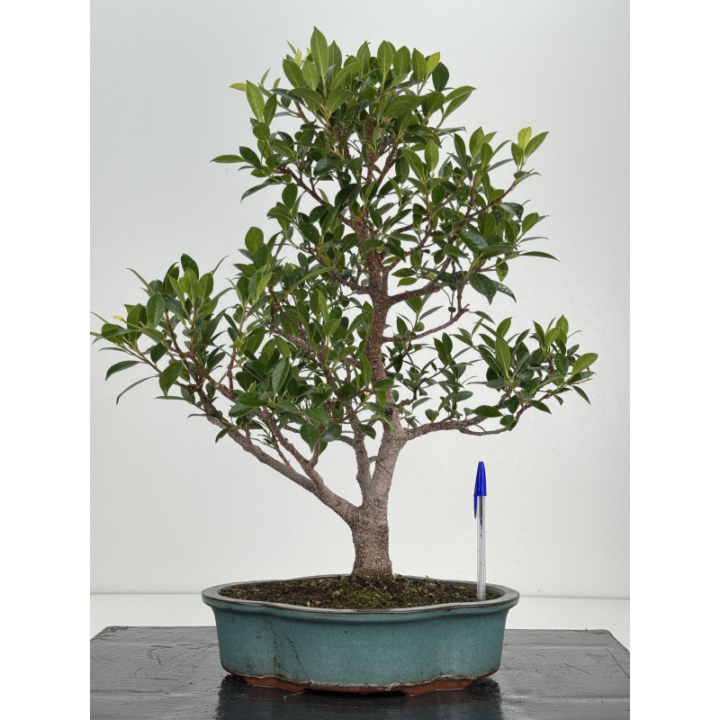 Ficus retusa I-8239 Ficus retusa I-8239