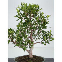 Ficus retusa I-8239 vista 2