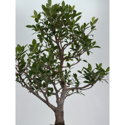 Ficus retusa I-8239 vista 3