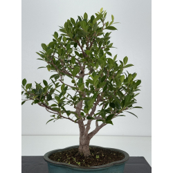 Ficus retusa I-8239 vista 4