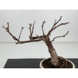 Wisteria floribunda -glicinia- I-8240 vista 2