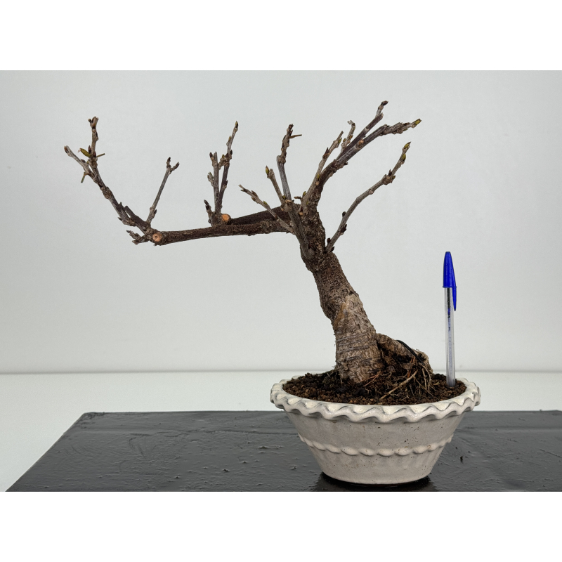 Wisteria floribunda -glicinia- I-8240