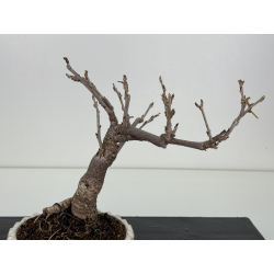 Wisteria floribunda -glicinia- I-8240 vista 3