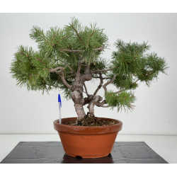 Pinus sylvestris -pino s- europeo- I-8241