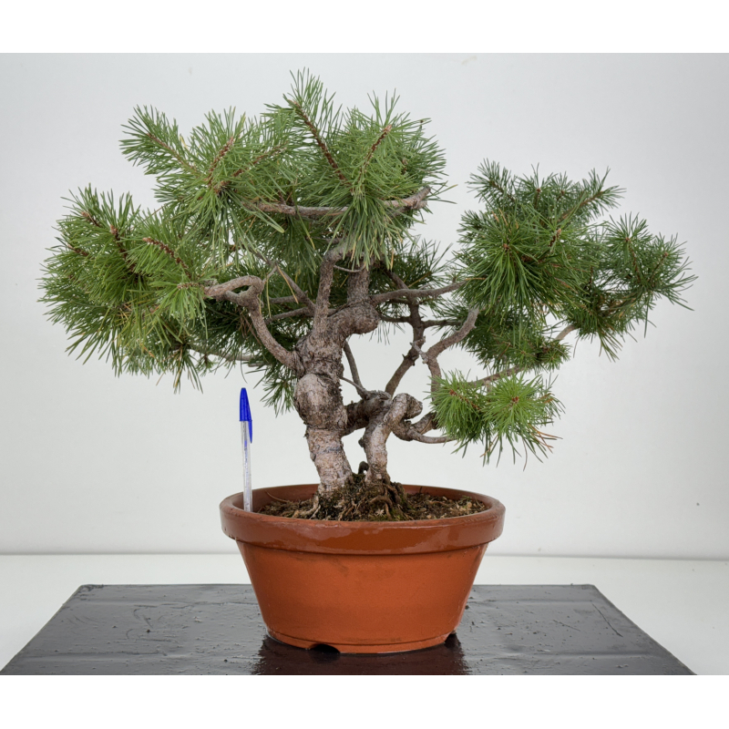 Pinus sylvestris -pino s- europeo- I-8241