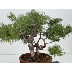 Pinus sylvestris -pino s- europeo- I-8241 vista 2