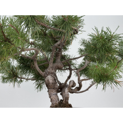 Pinus sylvestris -pino s- europeo- I-8241 vista 3
