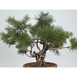 Pinus sylvestris -pino s- europeo- I-8241 vista 4
