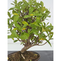 Gardenia jasminoides I-8242 view 2
