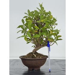 Gardenia jasminoides I-8242