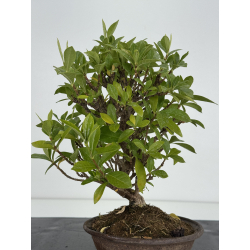 Gardenia jasminoides I-8242 view 3