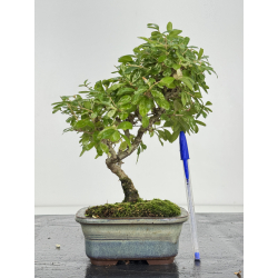Ligustrum japonica -ibota- variegata I-8243