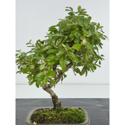 Ligustrum japonica -ibota- variegata I-8243 view 2