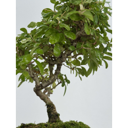 Ligustrum japonica -ibota- variegata I-8243 view 3