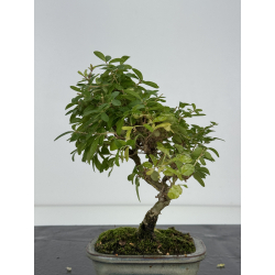 Ligustrum japonica -ibota- variegata I-8243 view 4