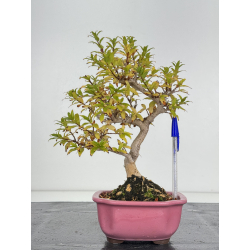 Adina pirulifera I-8245