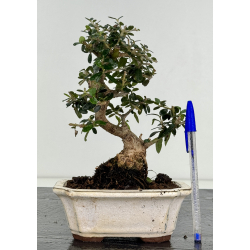 Olea europaea sylvestris I-8246