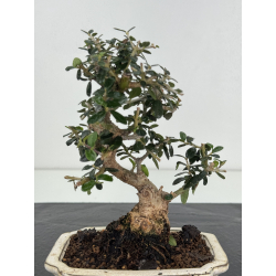 Olea europaea sylvestris I-8246 view 2
