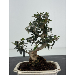 Olea europaea sylvestris I-8246 view 3