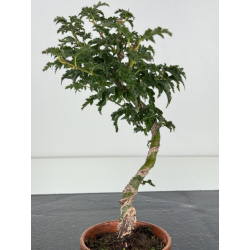 Acer palmatum shishigashira I-8247 view 2