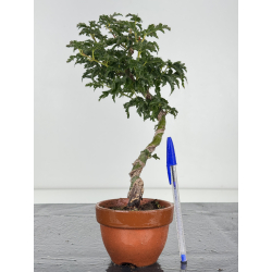 Acer palmatum shishigashira I-8247