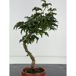 Acer palmatum shishigashira I-8247 view 3