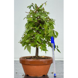 Zelkova serrata I-8248