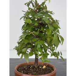 Zelkova serrata I-8248 vista 2