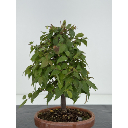 Zelkova serrata I-8248 vista 3