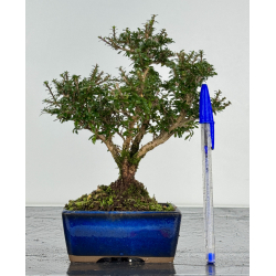 Serissa Microphylla I-8249